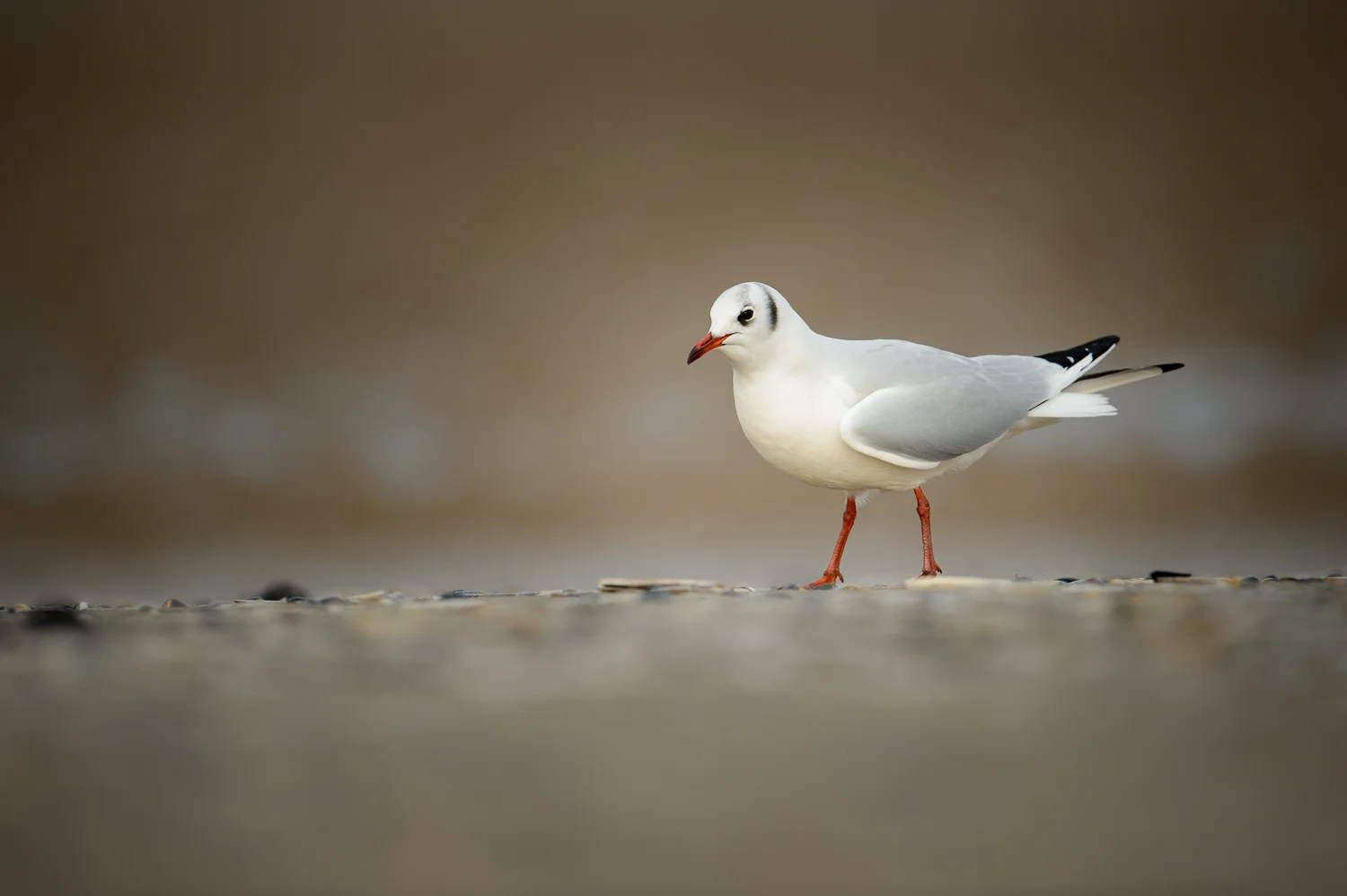 Black-Headed Gull