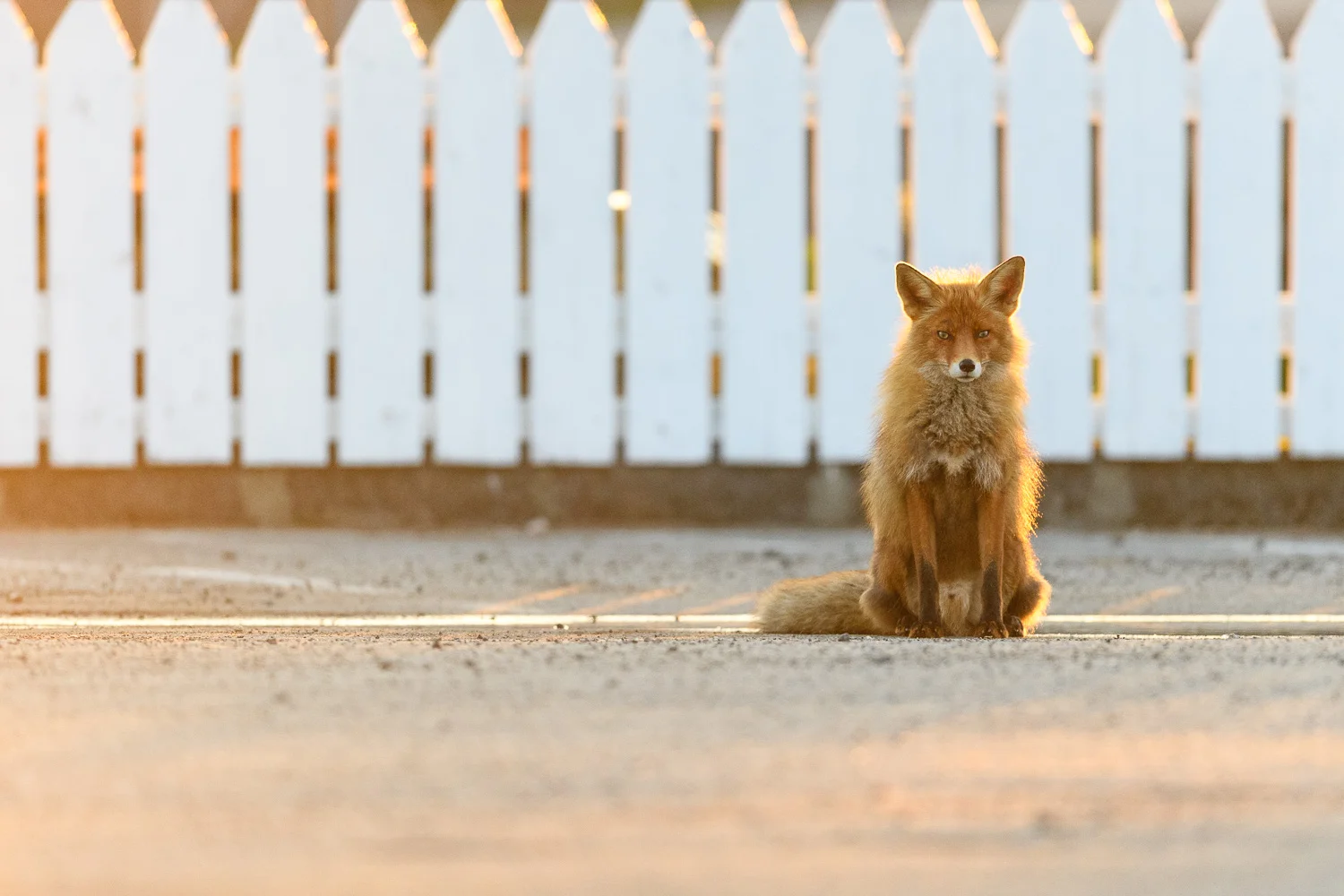 Midnight Sun Fox