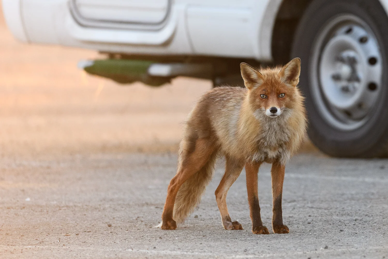 Trailer Park Fox