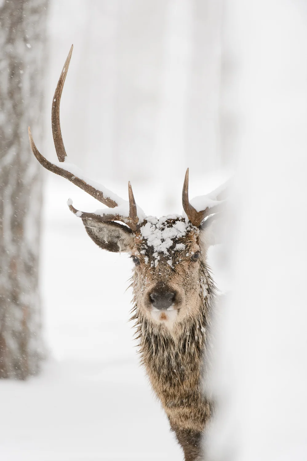 Red Deer Stag