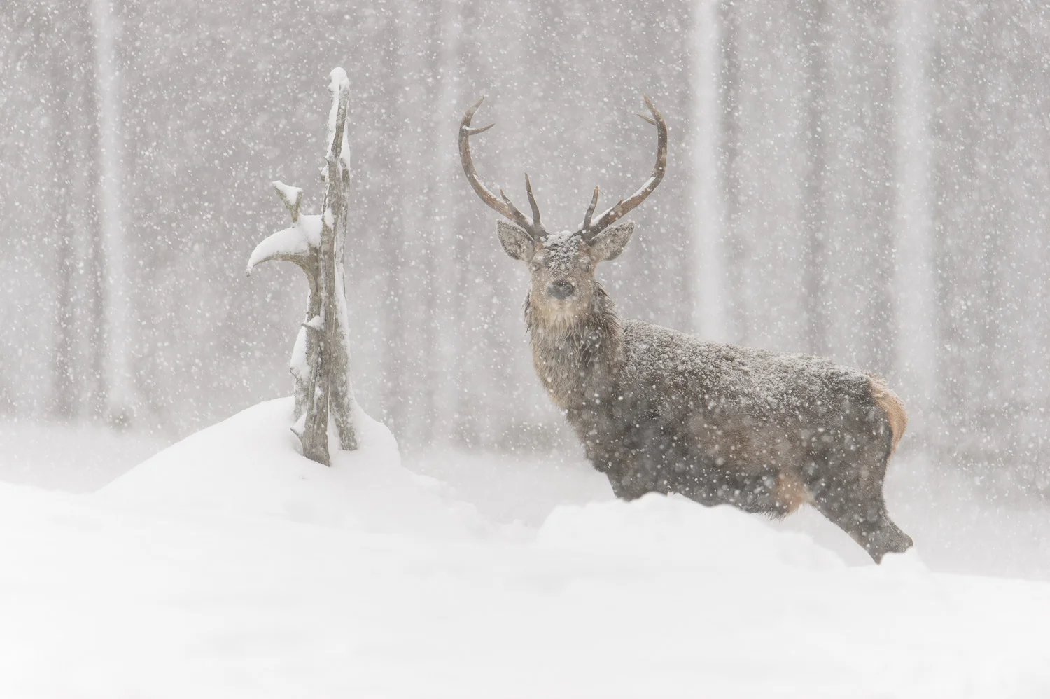 Red Deer Stag