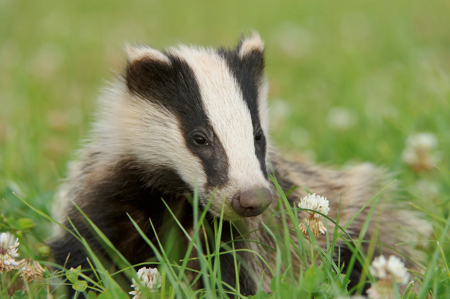 Young Badger in Clover