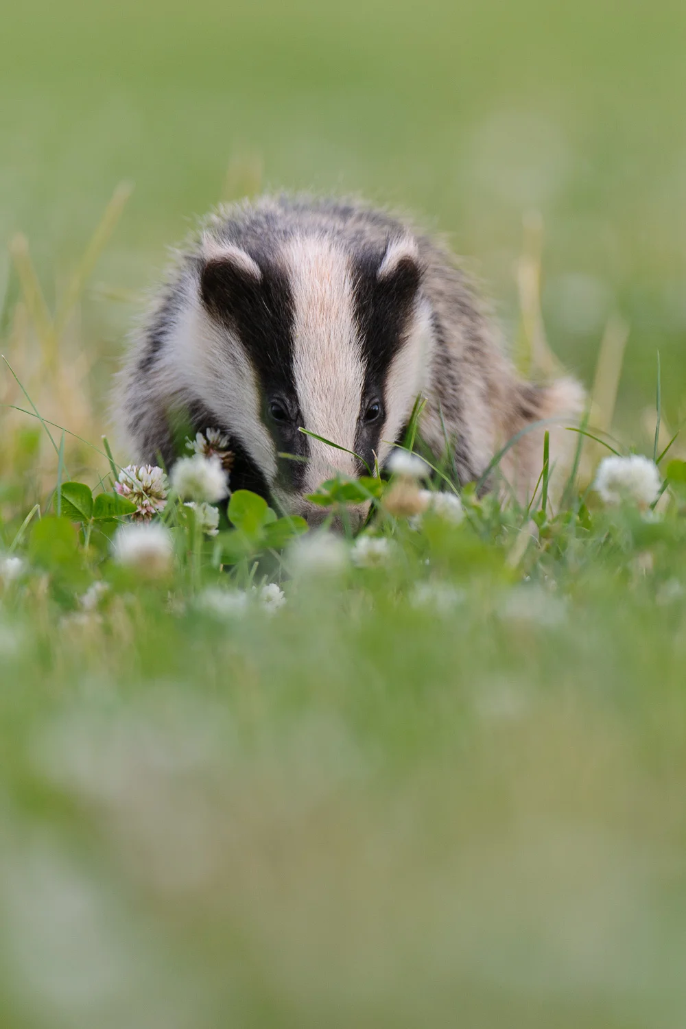 Young Badger