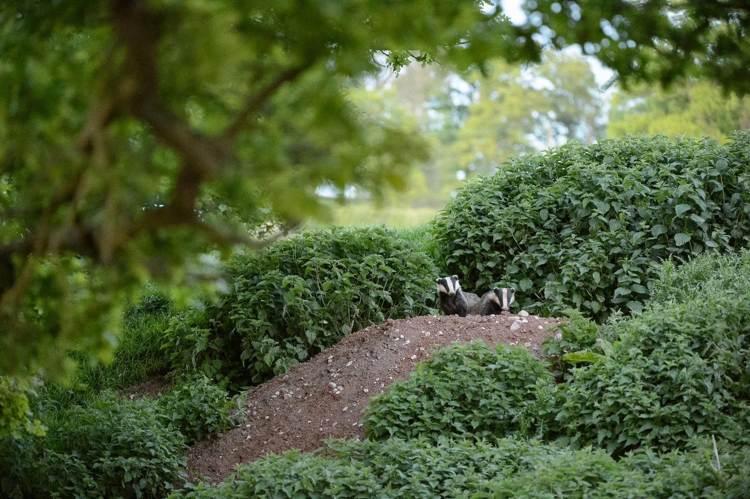 Badgers' Sett