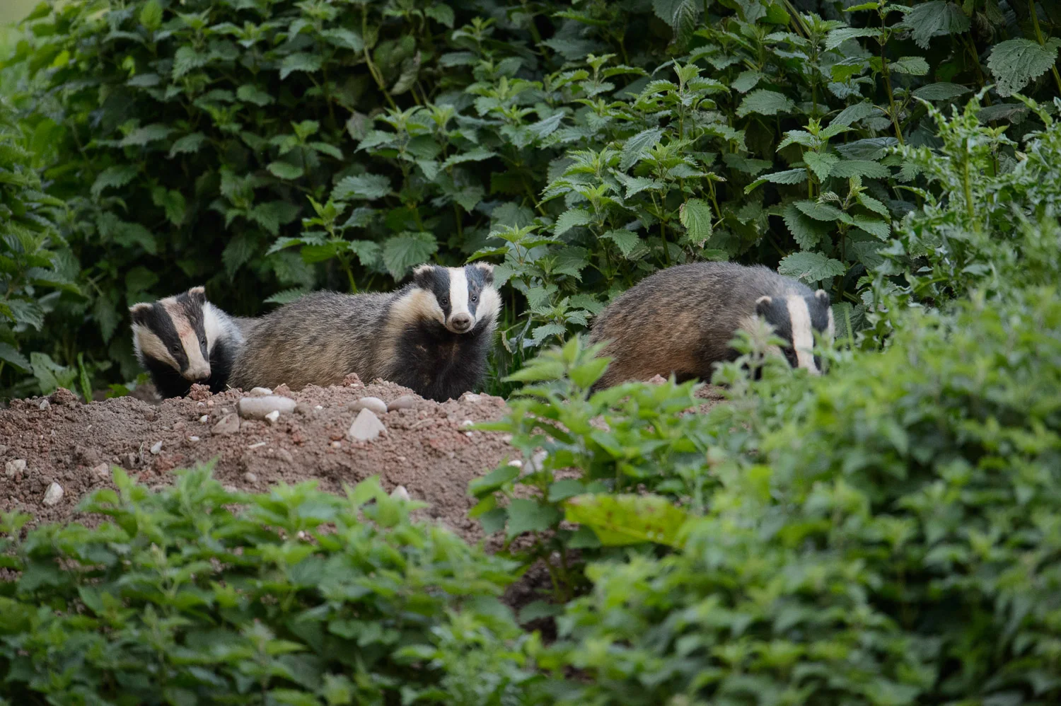 Three Badgers