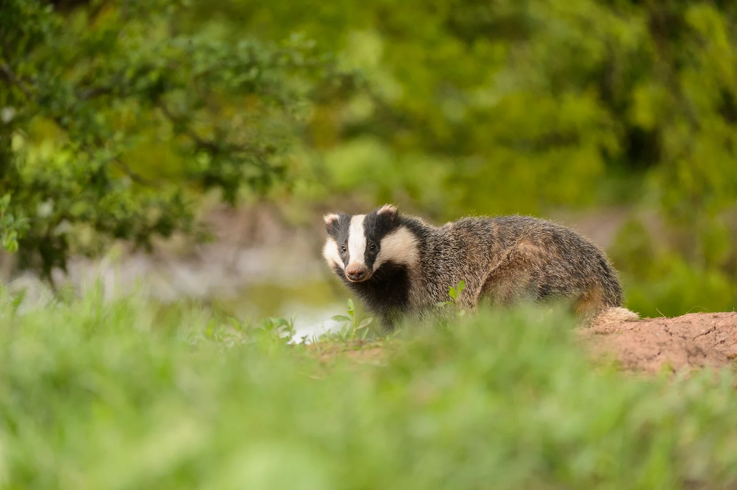 Early Evening Badger