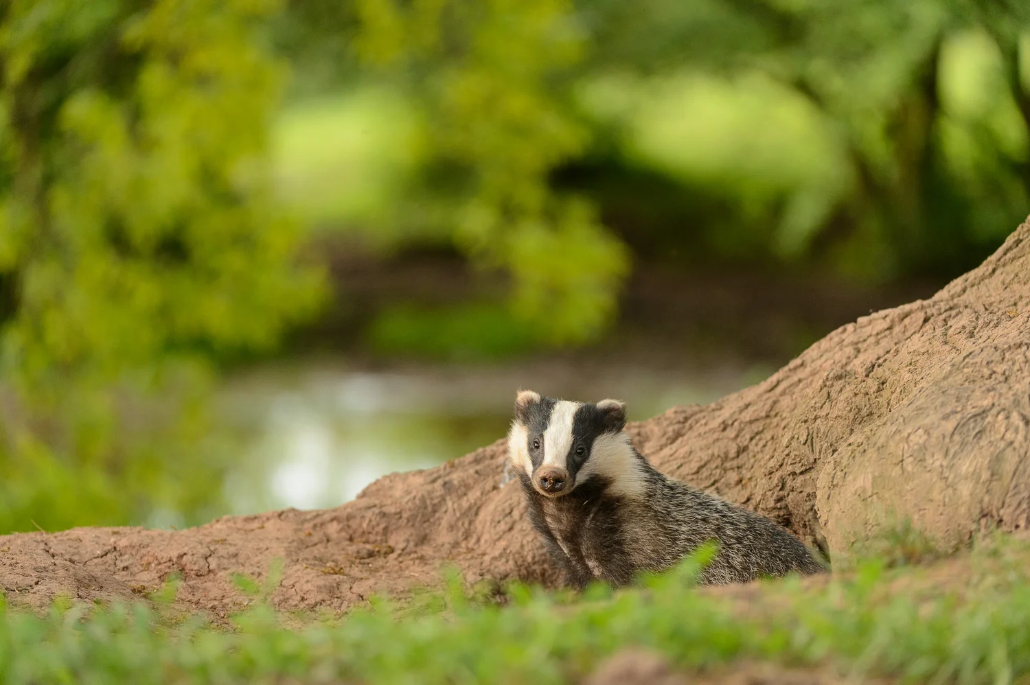 Early Evening Badger