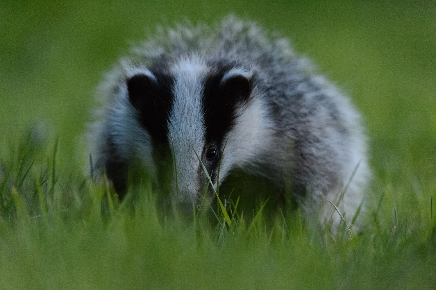 Twilight Badger