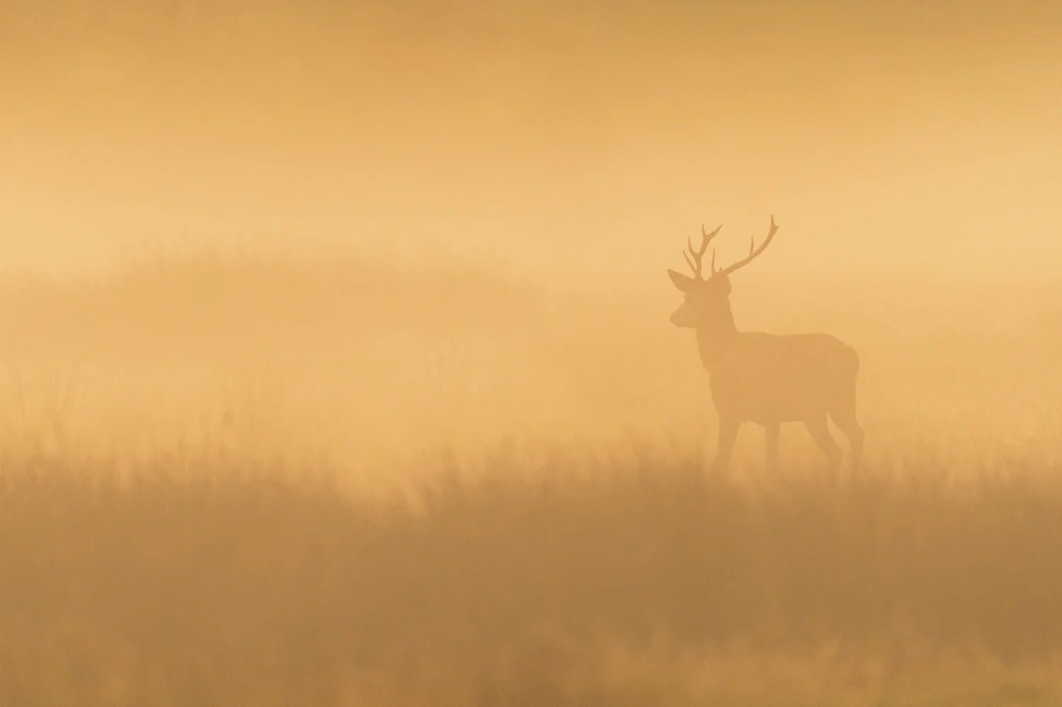 Misty Stag