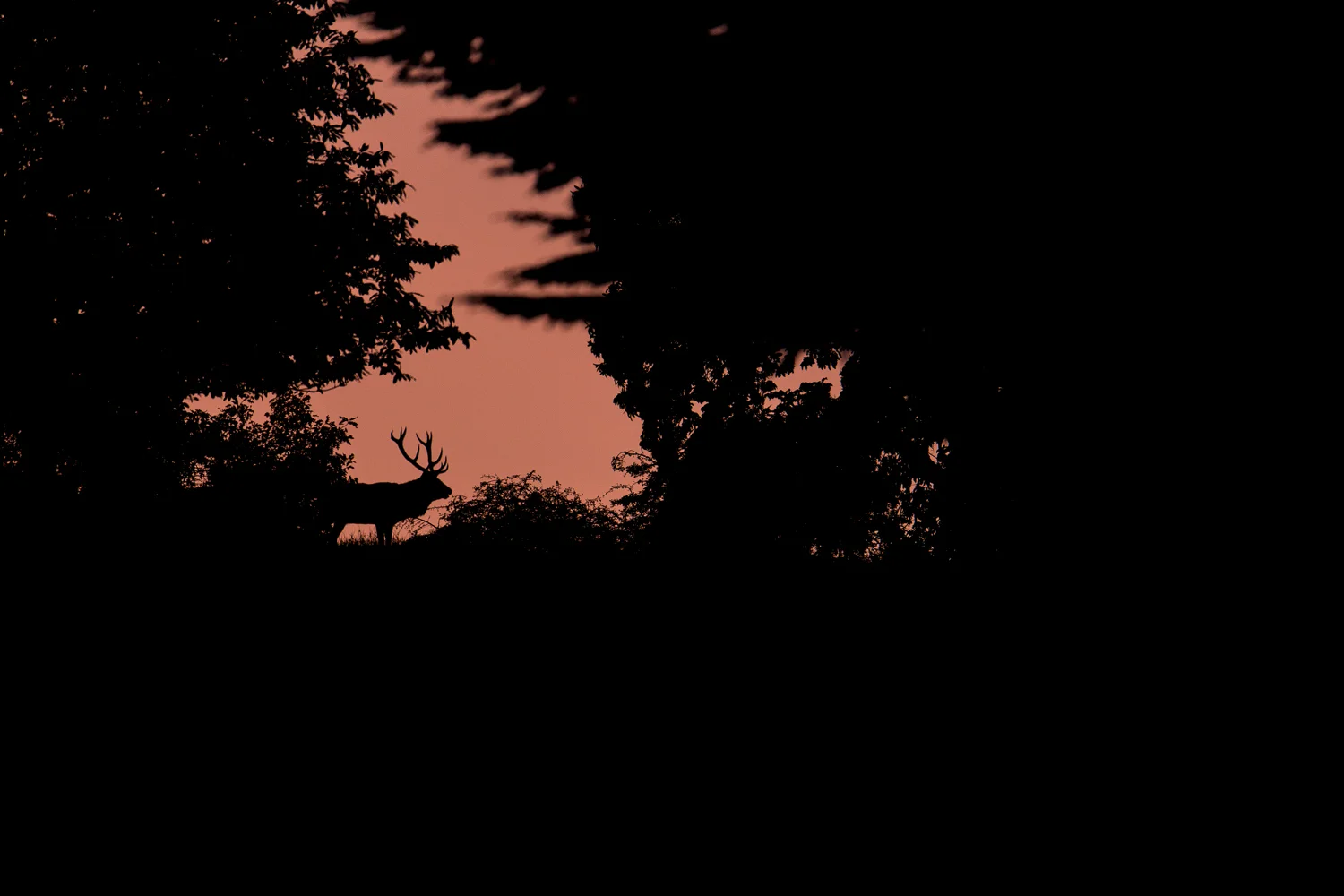 Red Dawn Stag