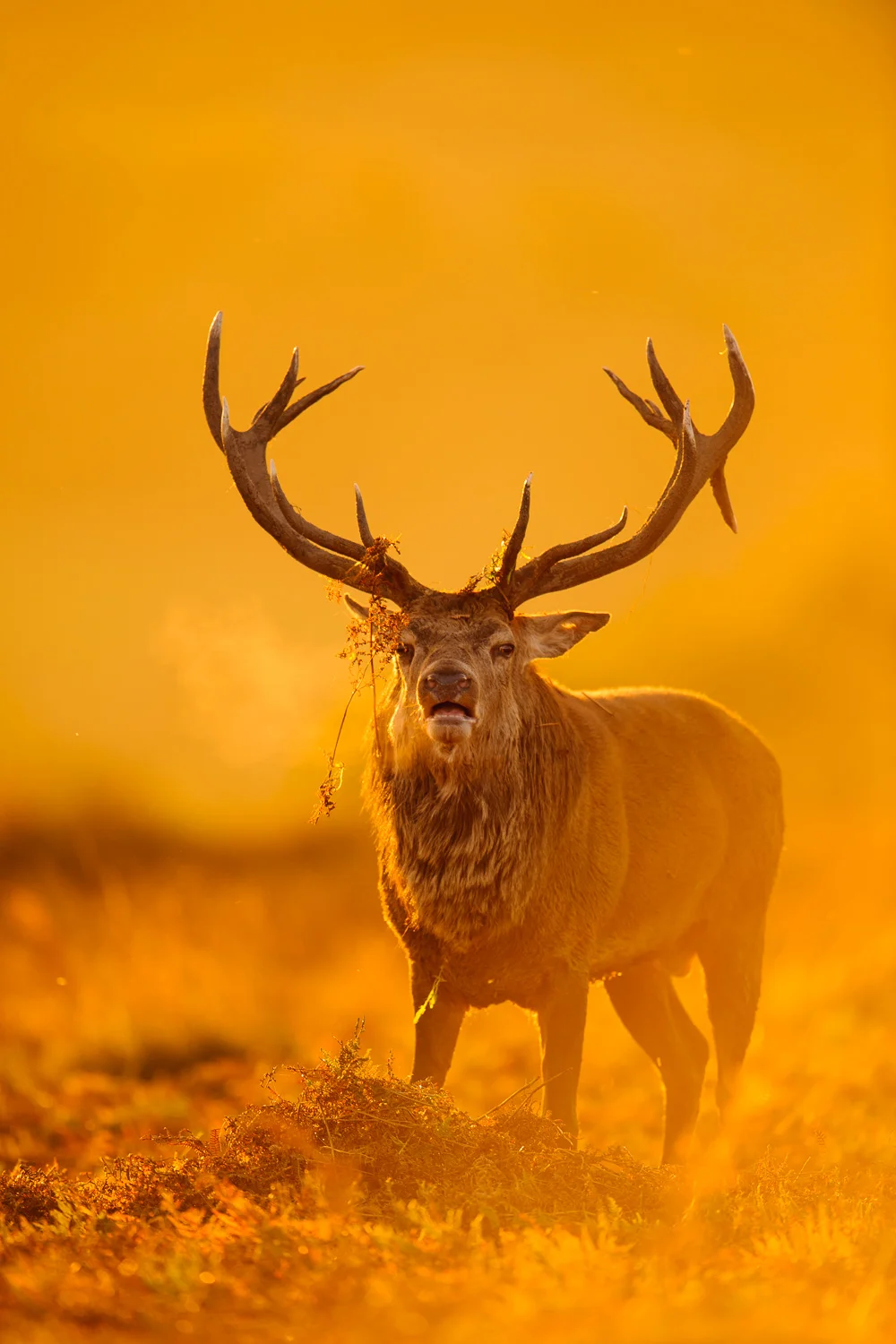 Red Deer Stag