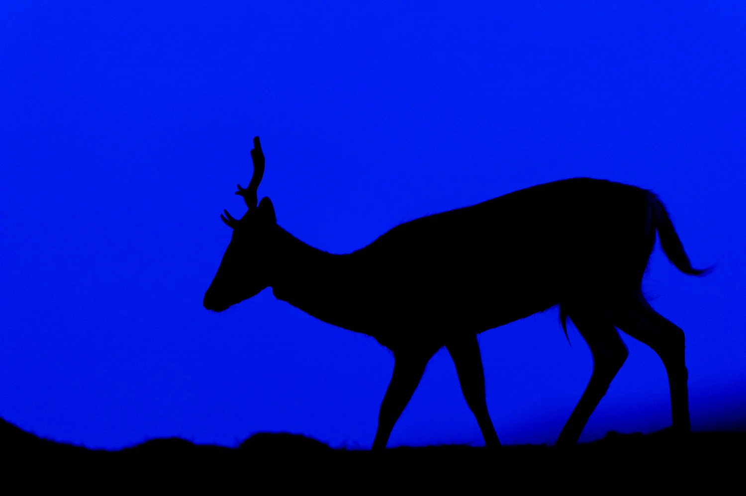 Young Stag