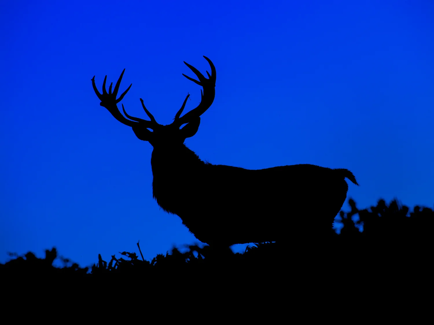 Red Deer Stag Silhouette