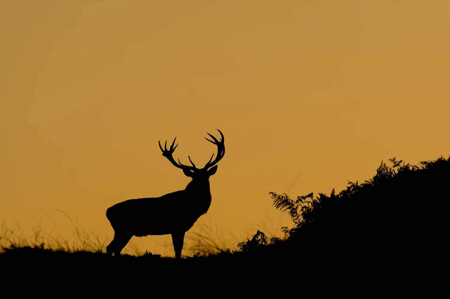 Red Deer Stag at Dusk