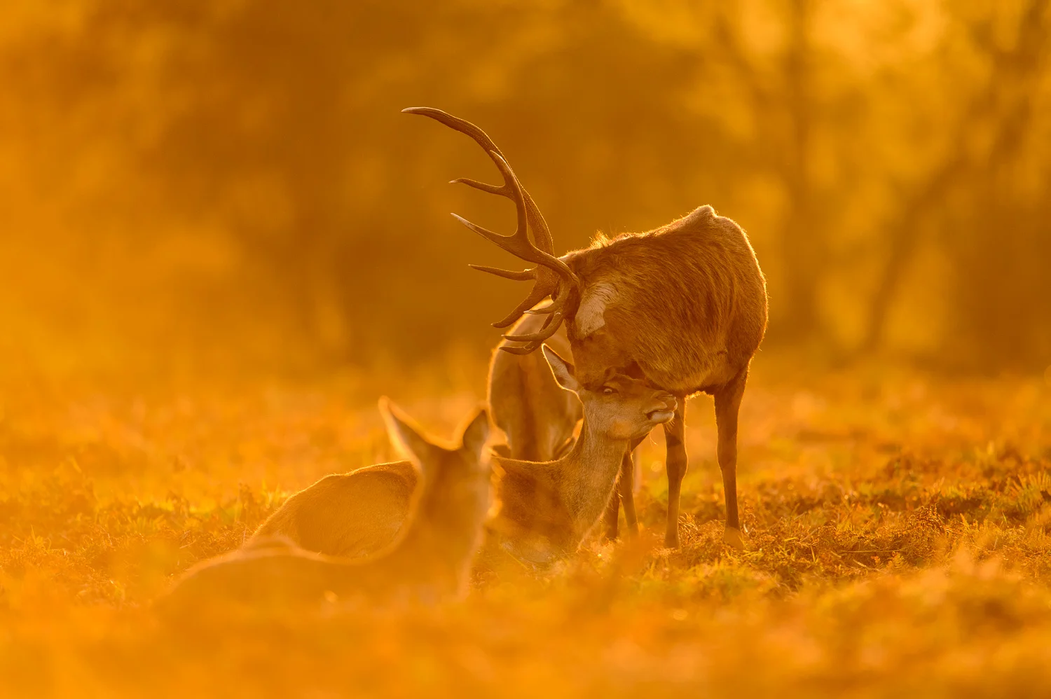 Red Deer Stag
