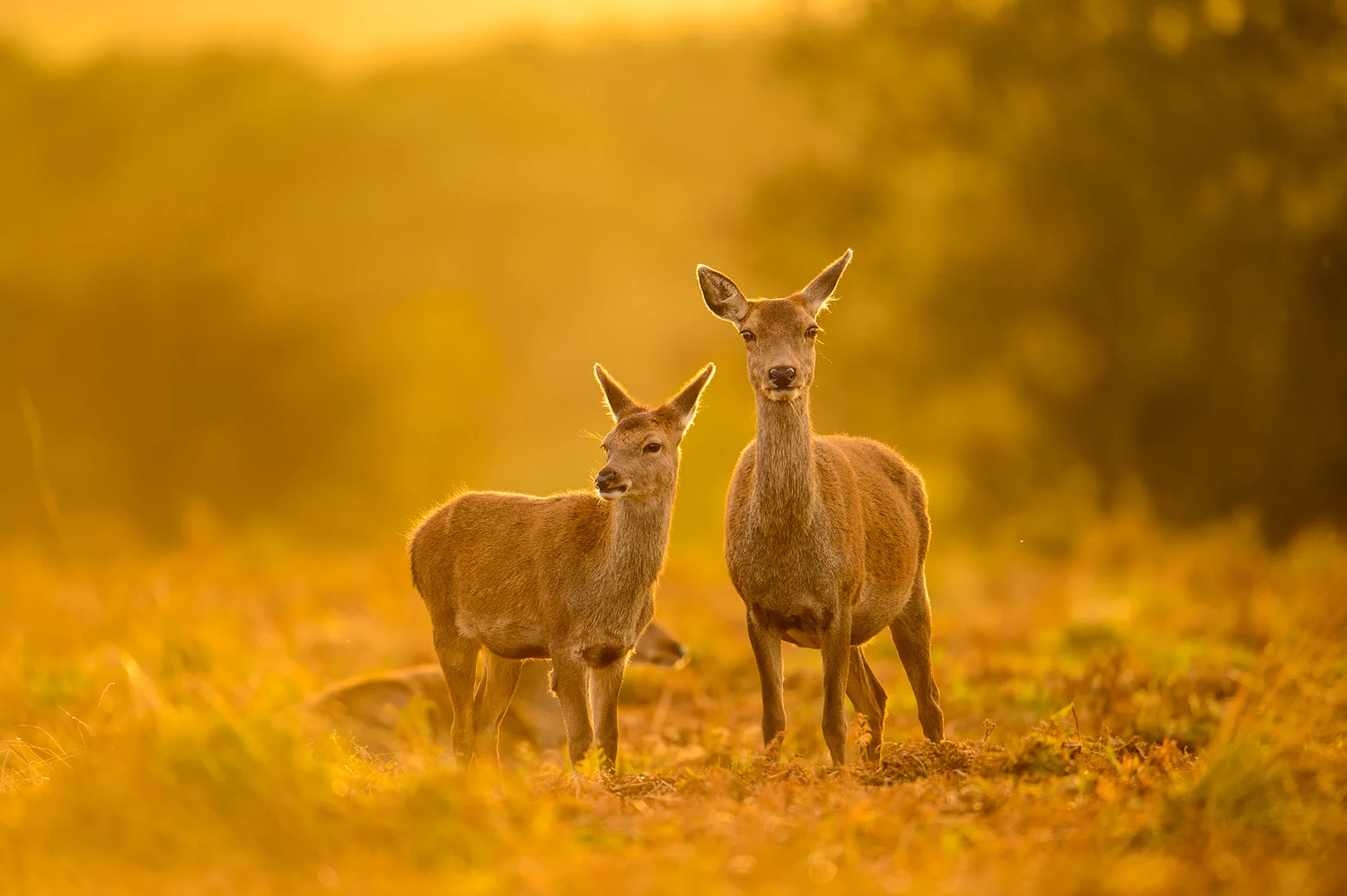 Hind and Fawn