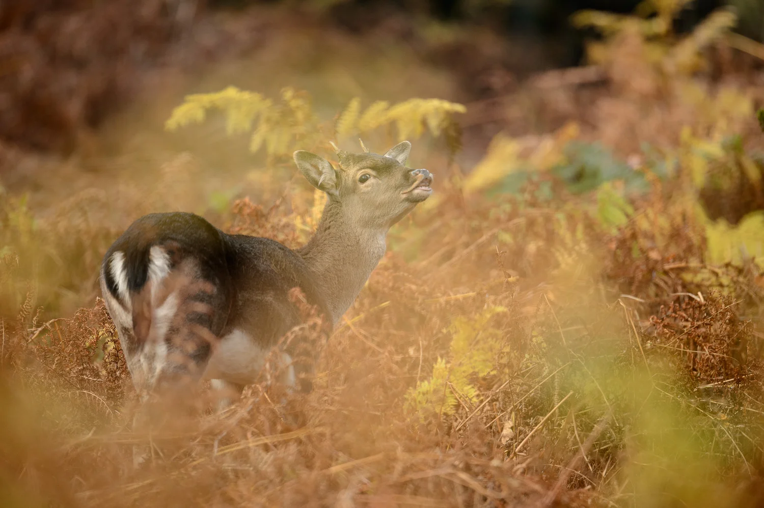 Fallow Deer Buck