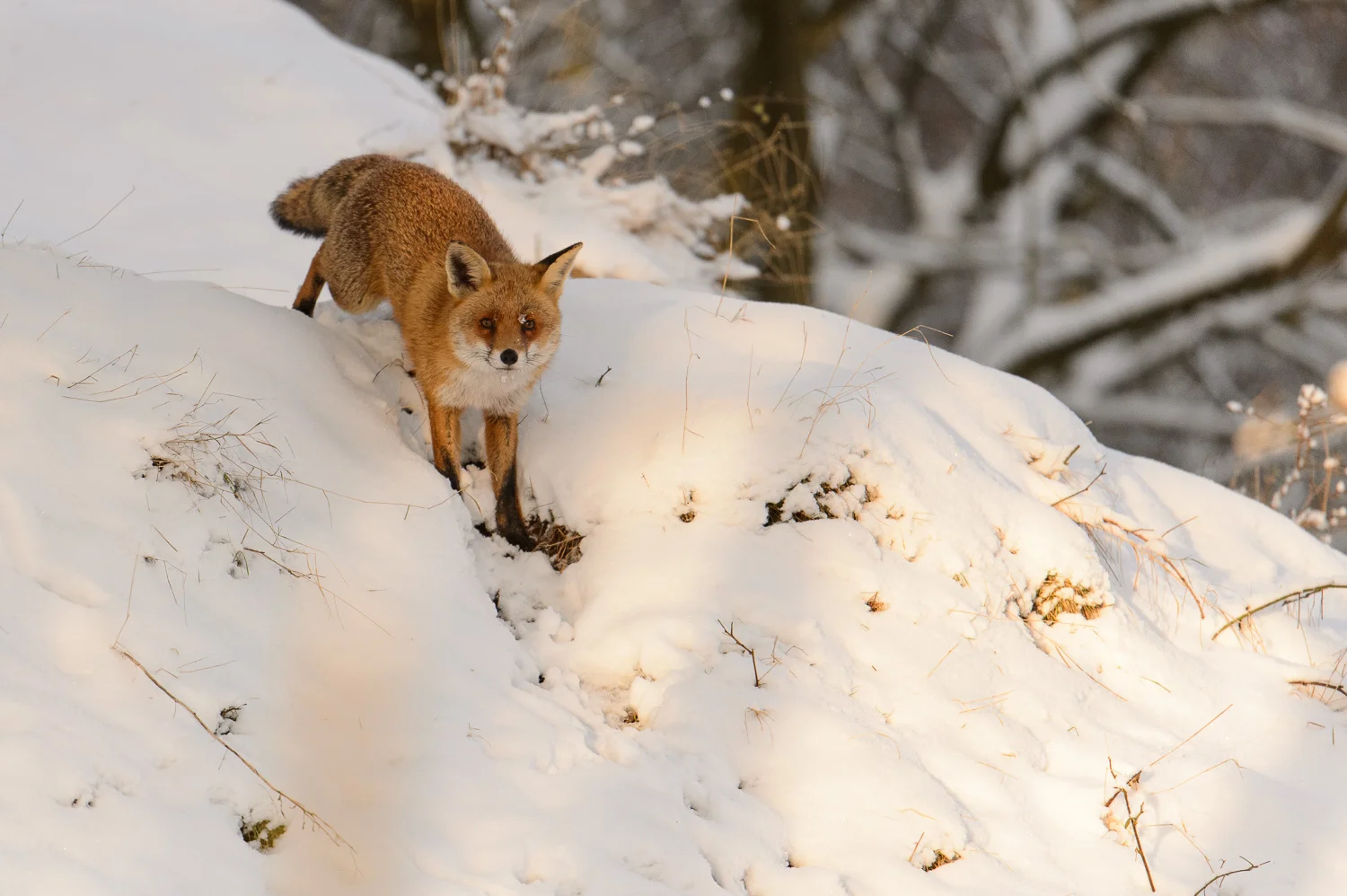 Red Fox