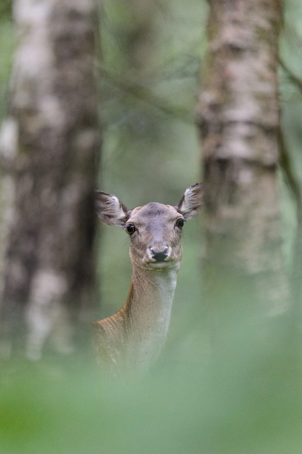 I Can See You!