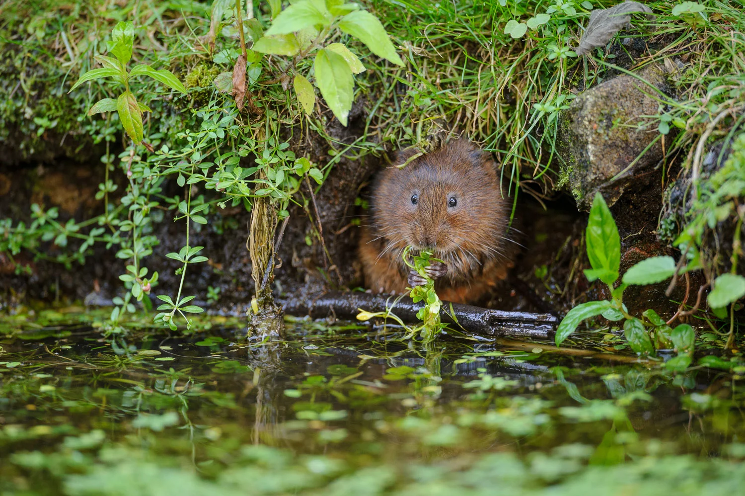 Water Vole