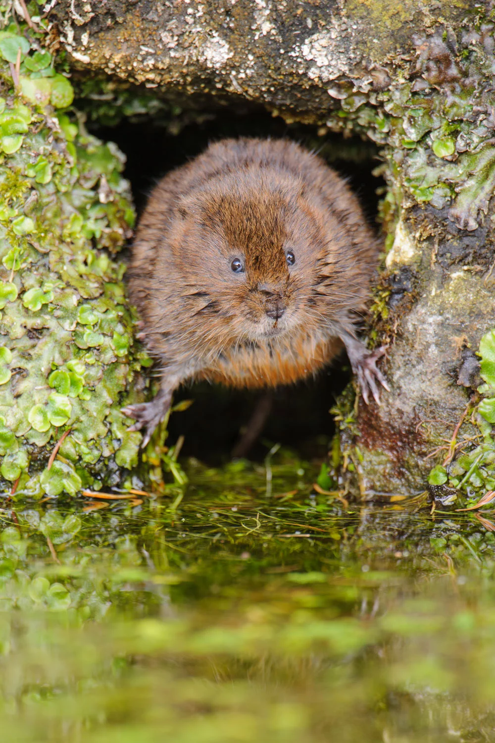 Water Vole in a Hole
