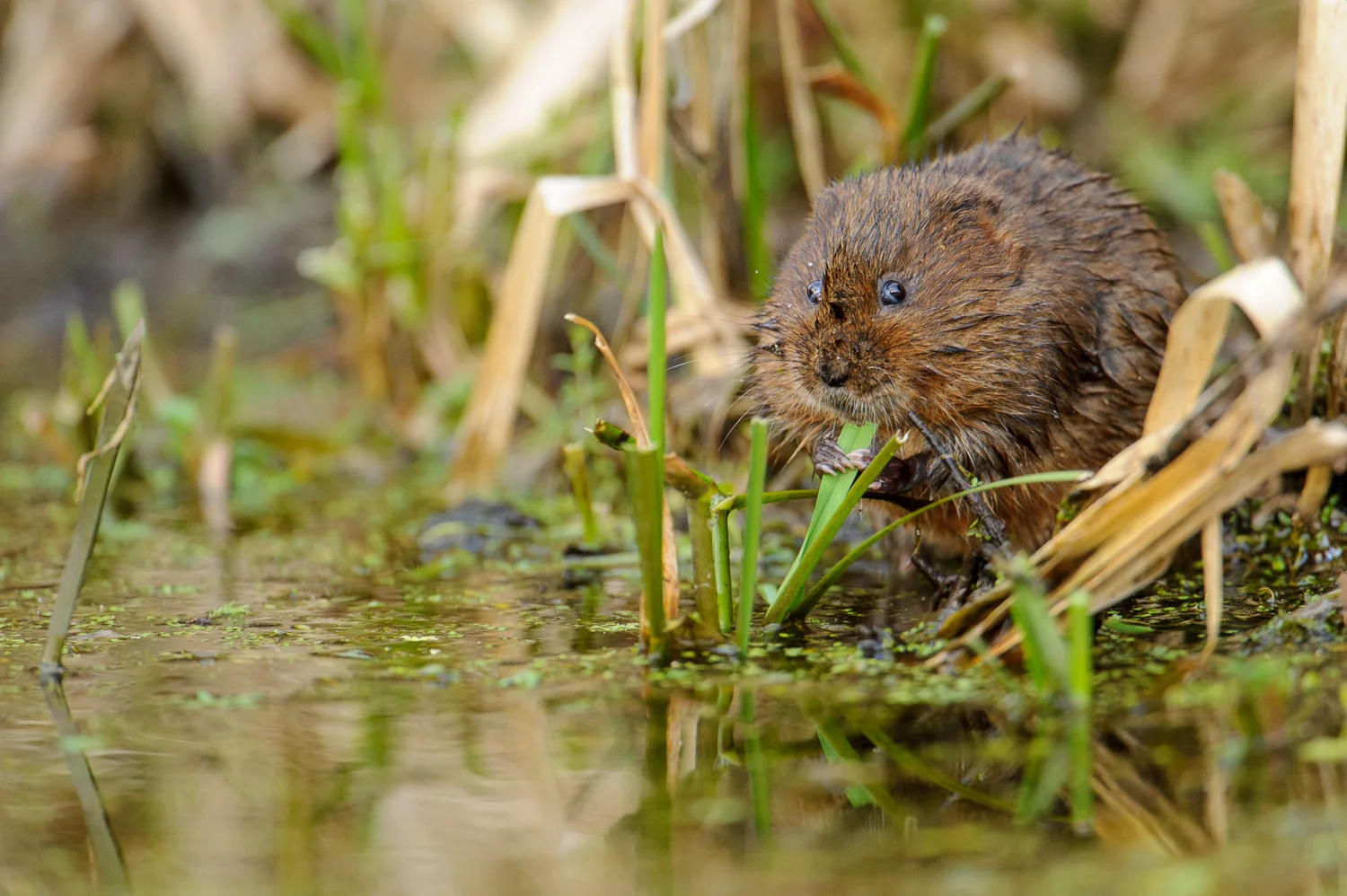 Water Vole Feeding