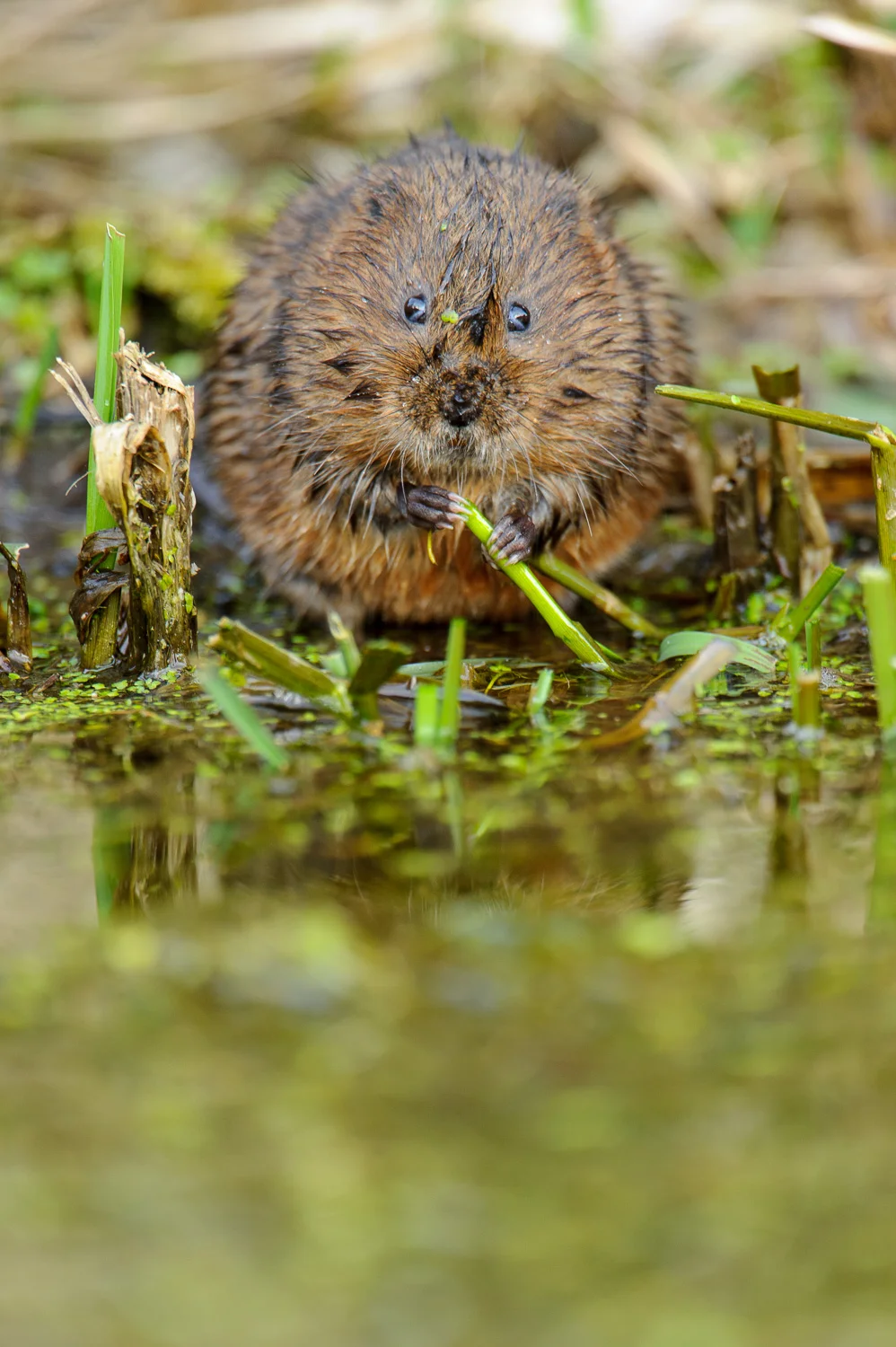 Water Vole Feeding