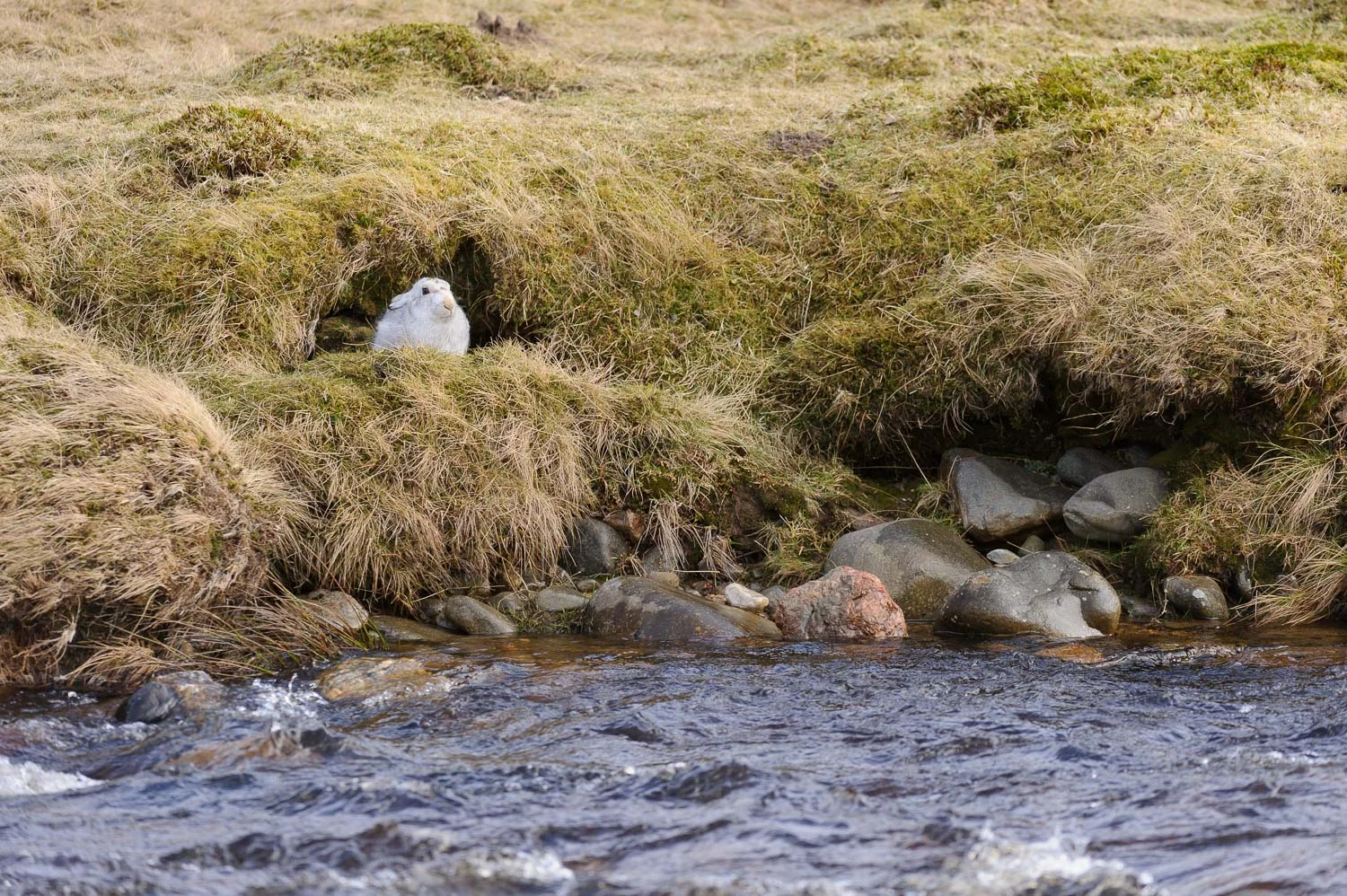 Mountain Hare by Stream