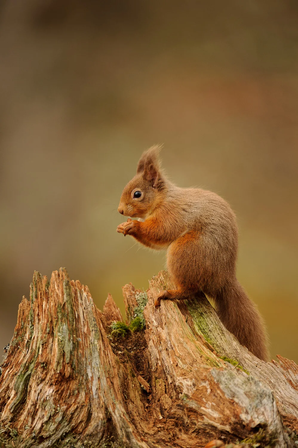 Red Squirrel on a Dead Tree Stump
