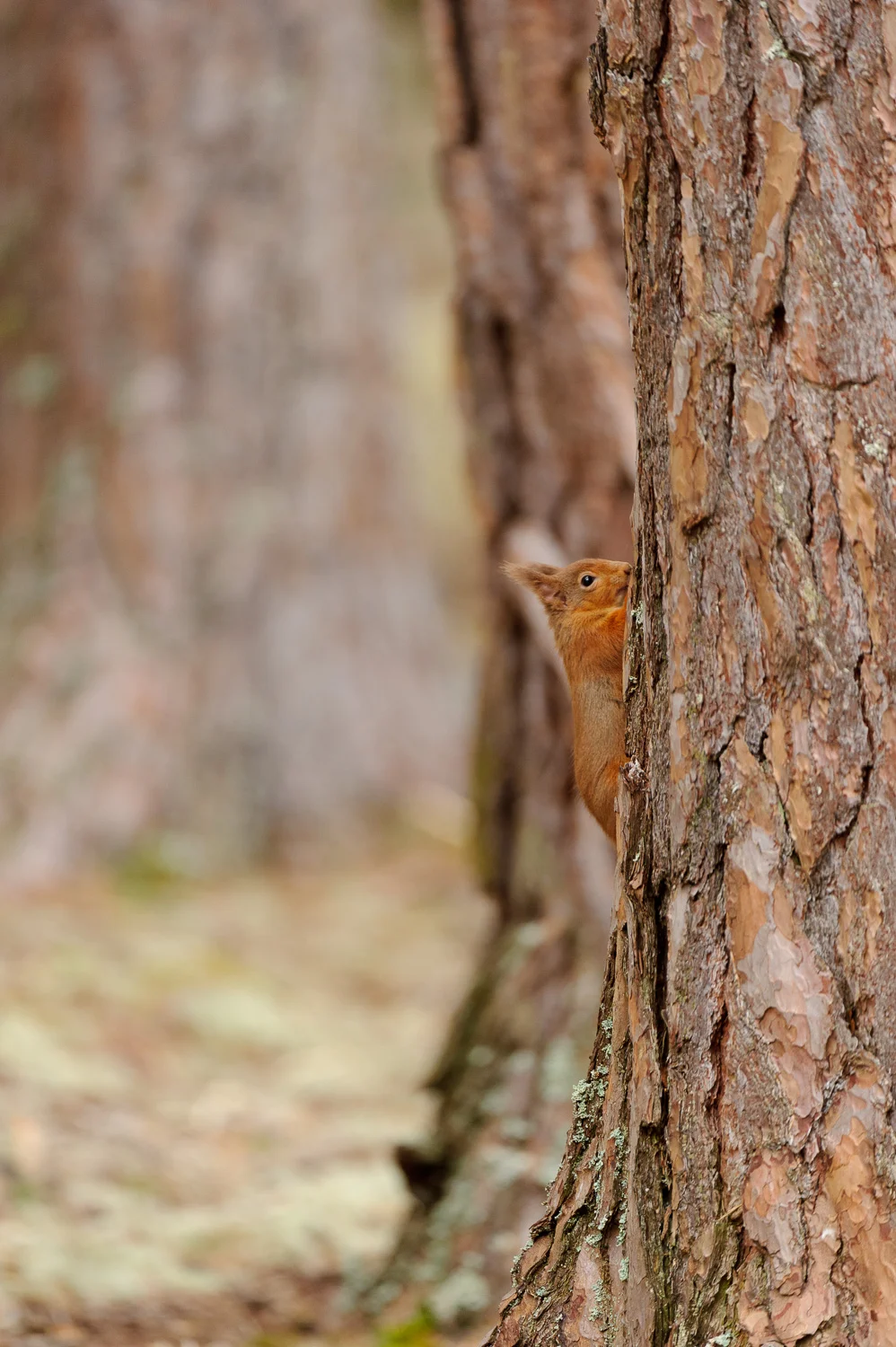 Red Squirrel on a Scots Pine