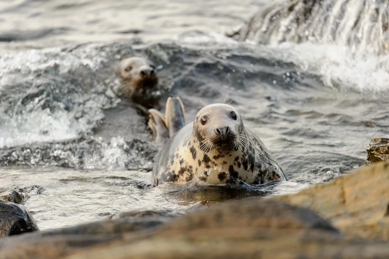 Grey Seals