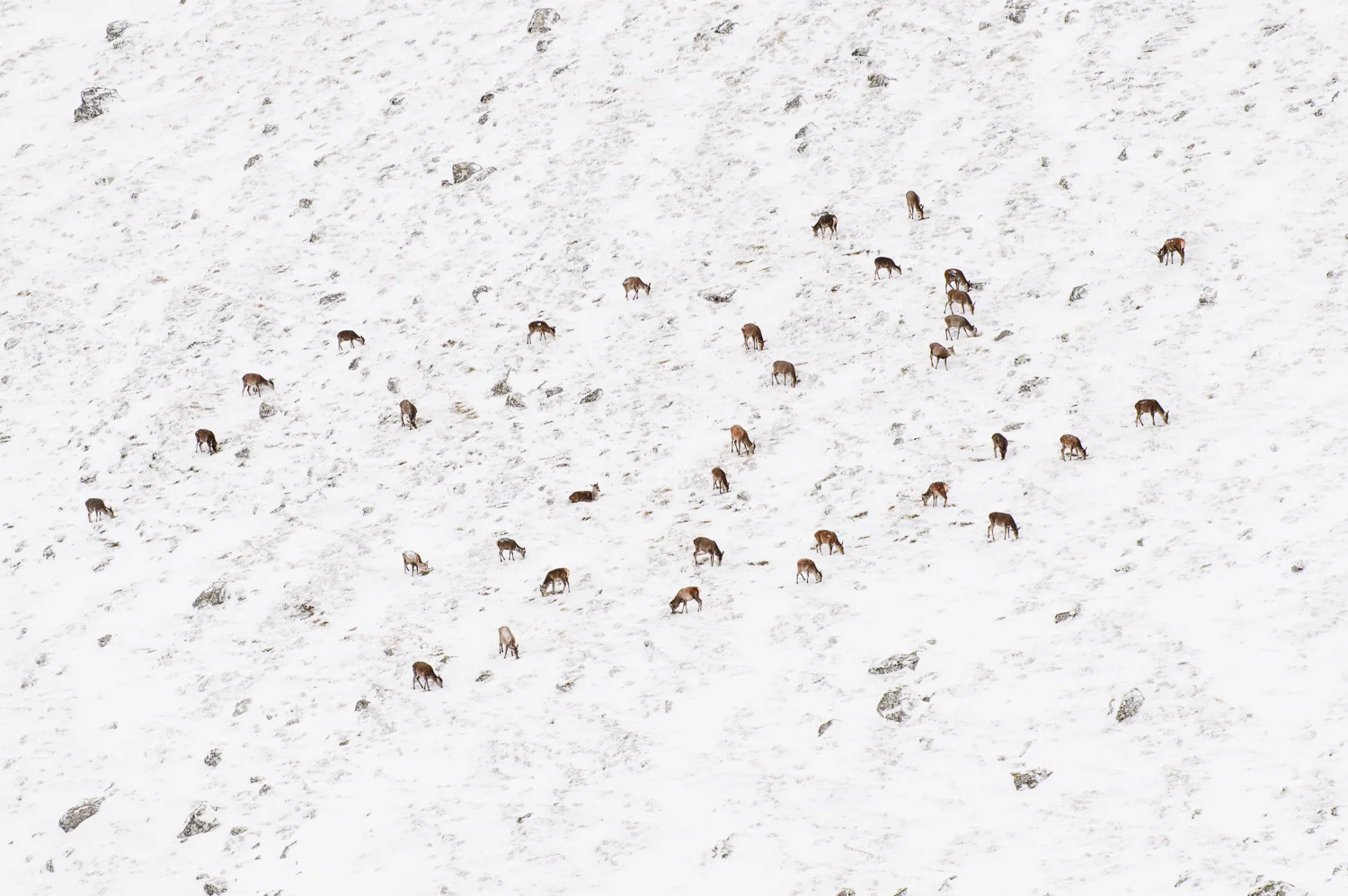 Red Deer Herd