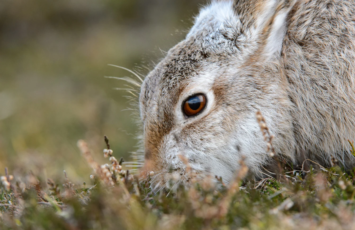 Mountain Hare