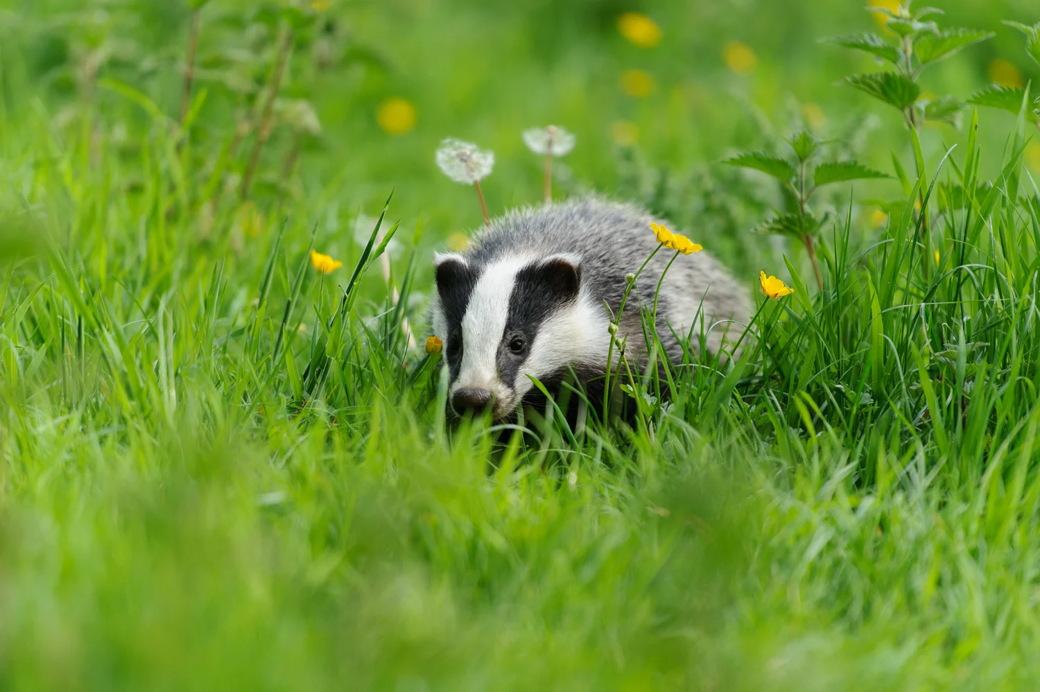 Badger Amongst the Dandelions