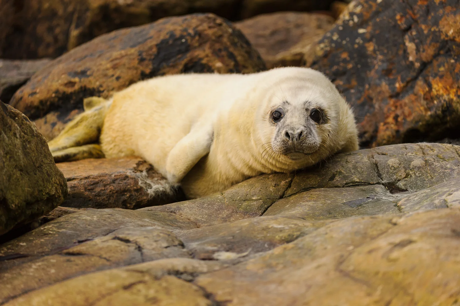 Grey Seal Pup