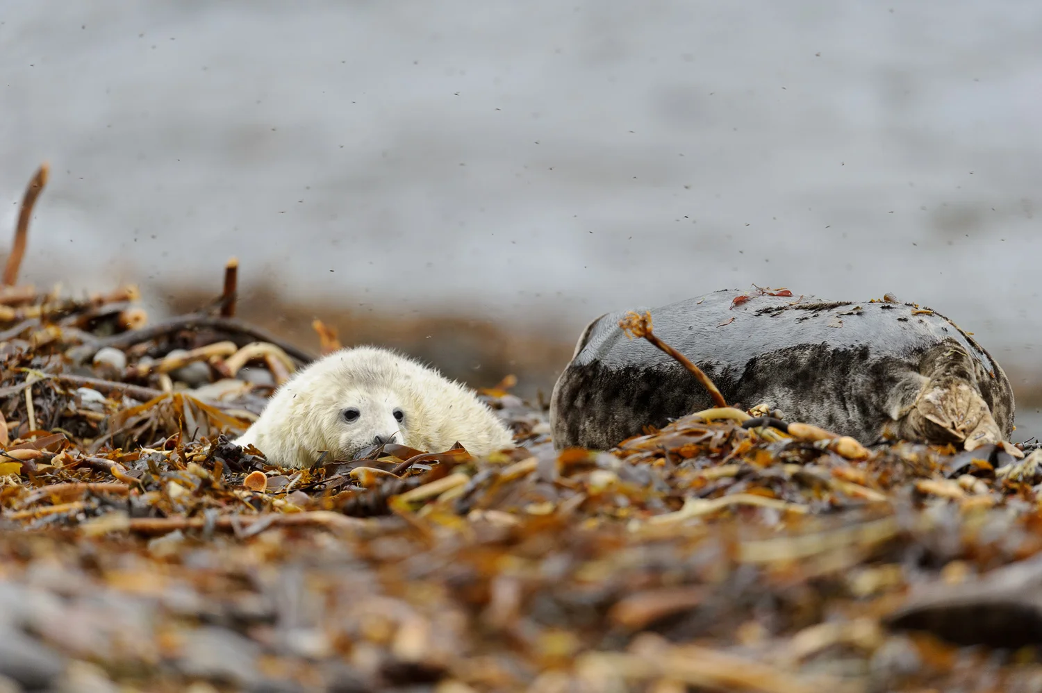 Grey Seals
