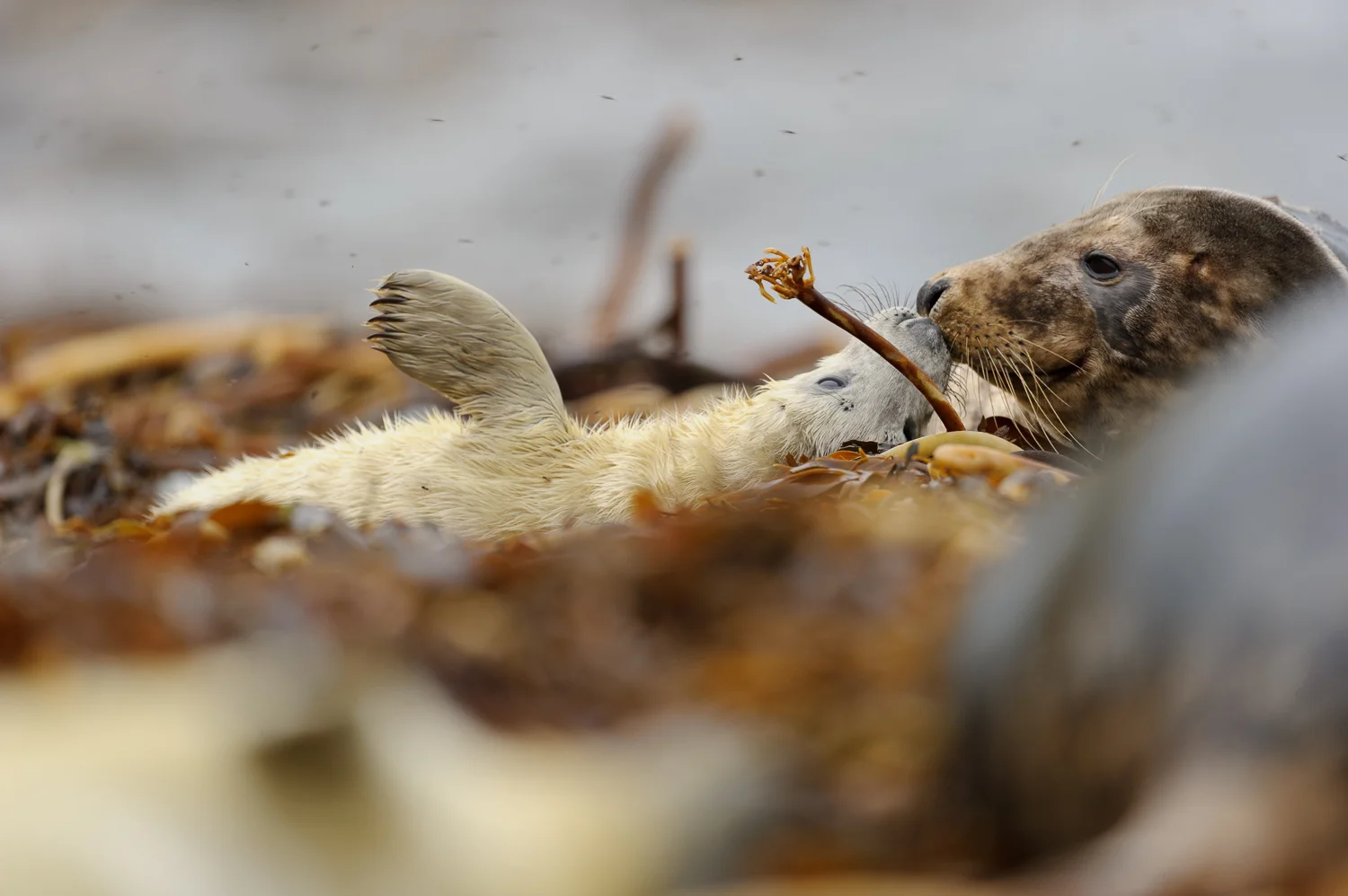Grey Seals