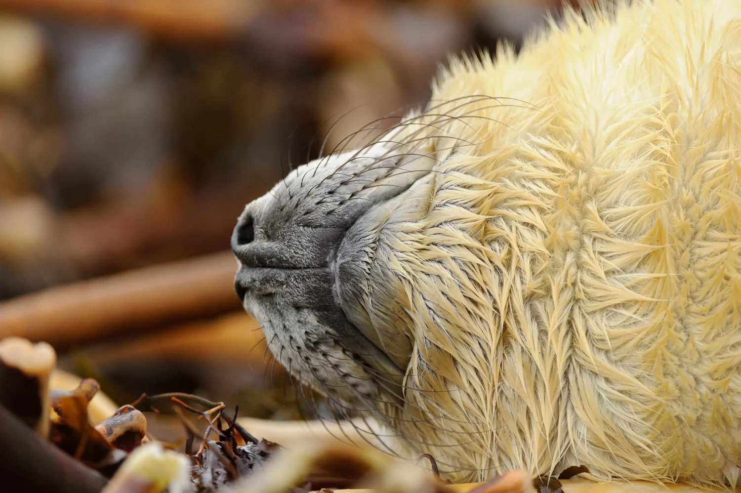 Grey Seal Pup