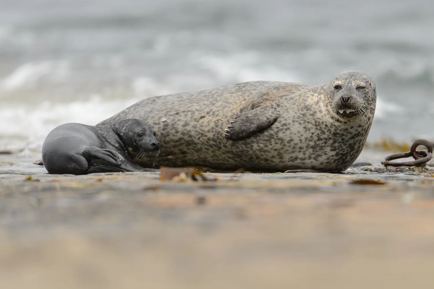 Common Seals