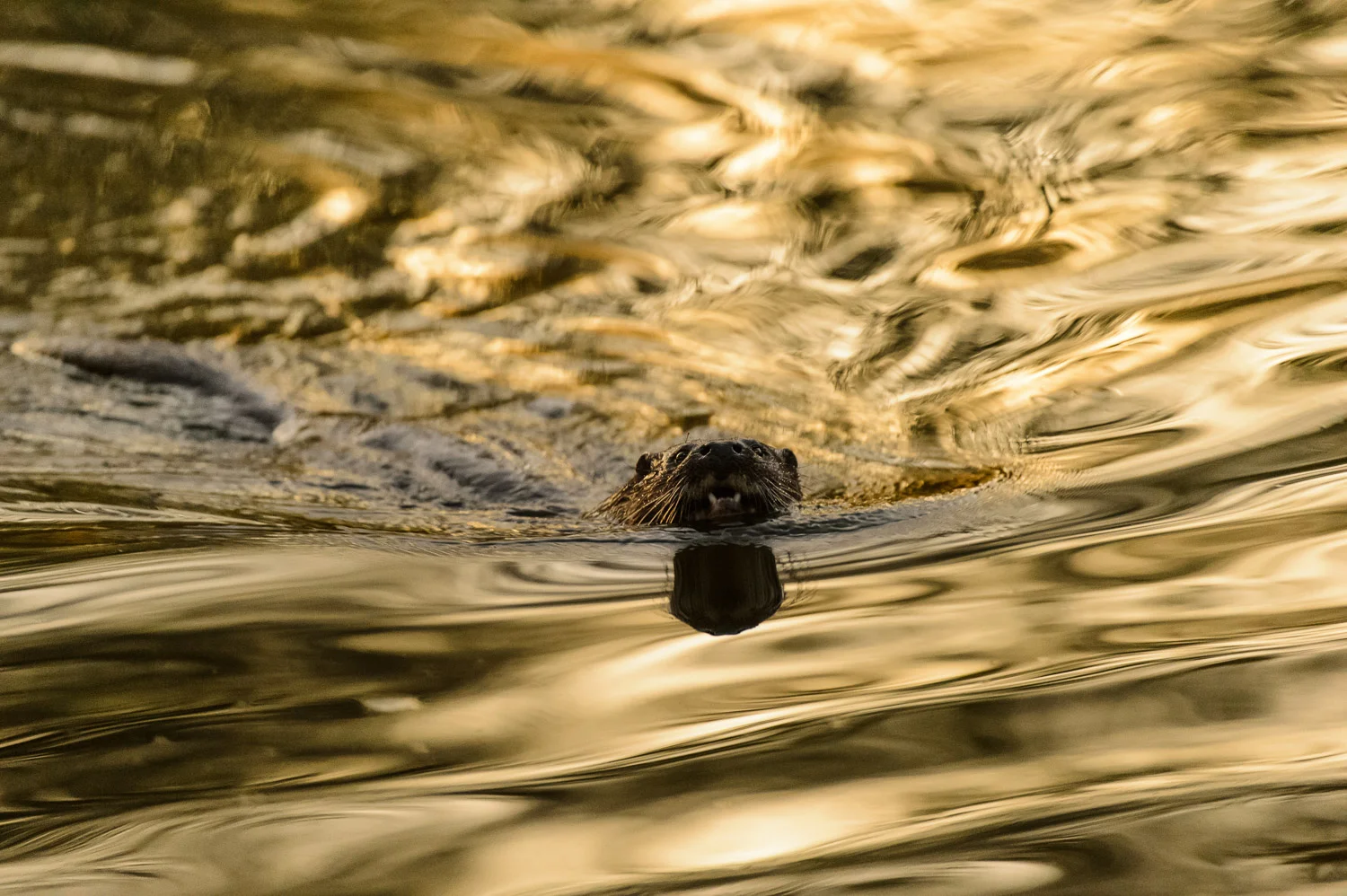 Golden Otter