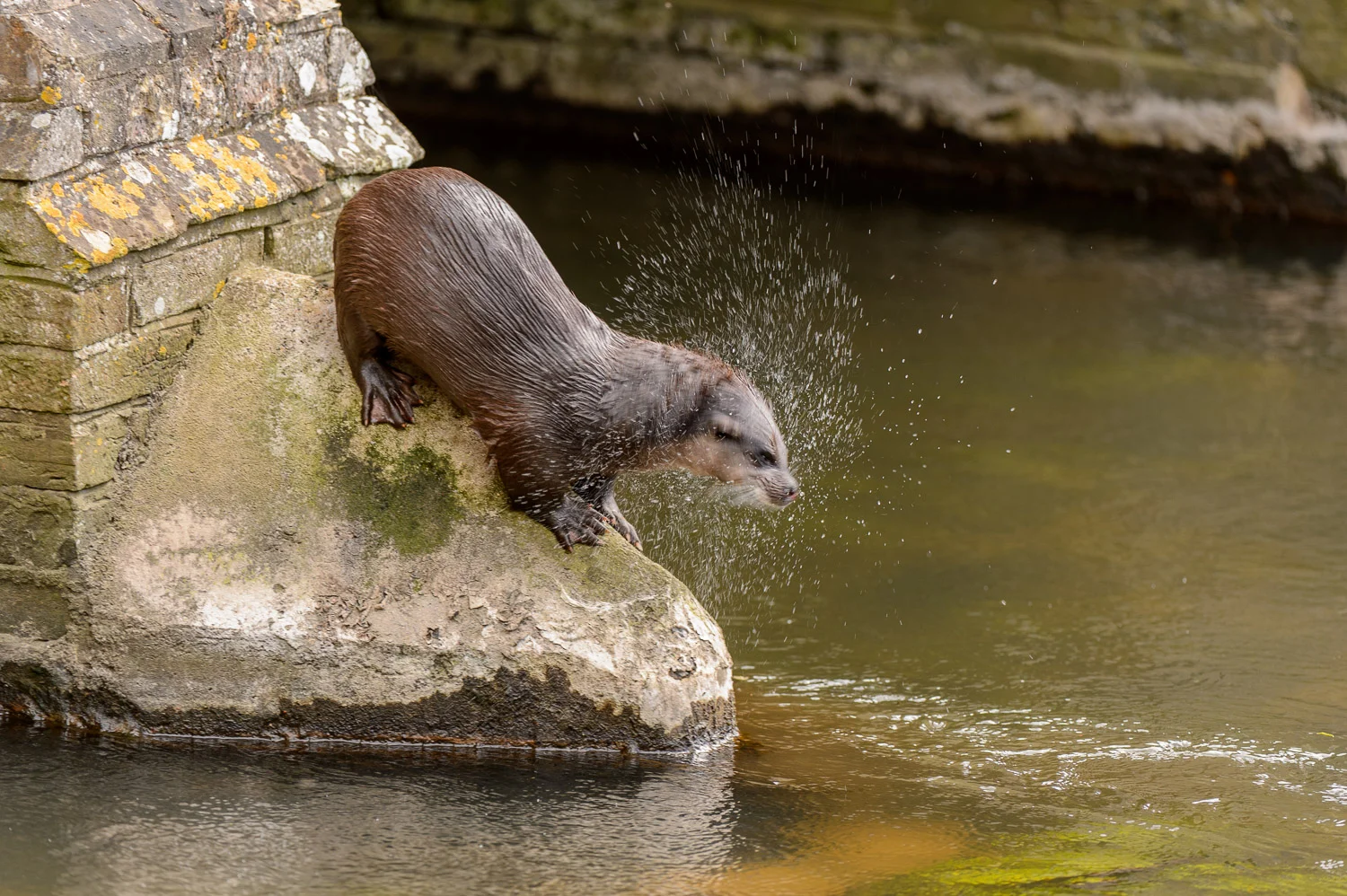 Otter