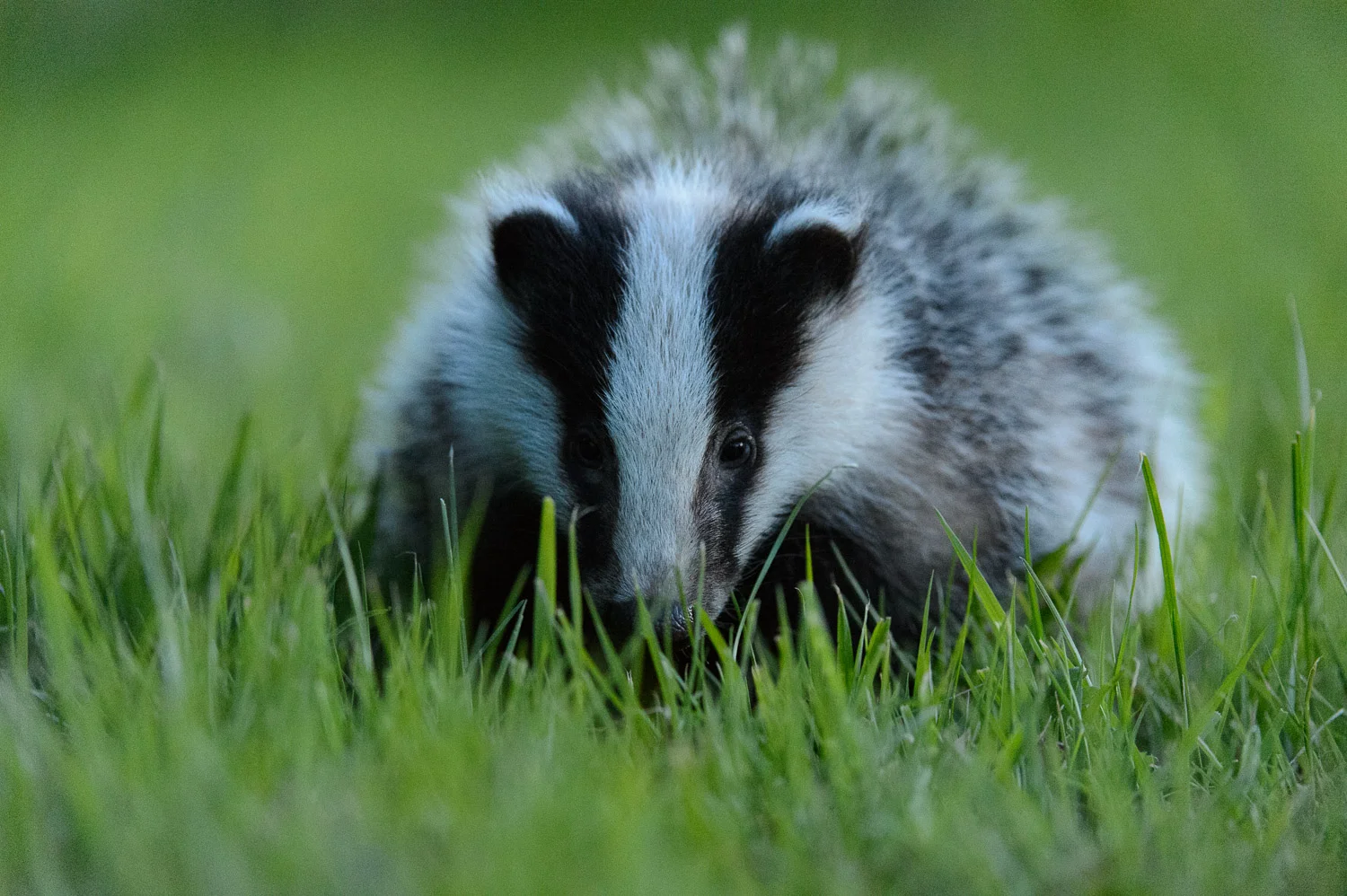 Young Badger