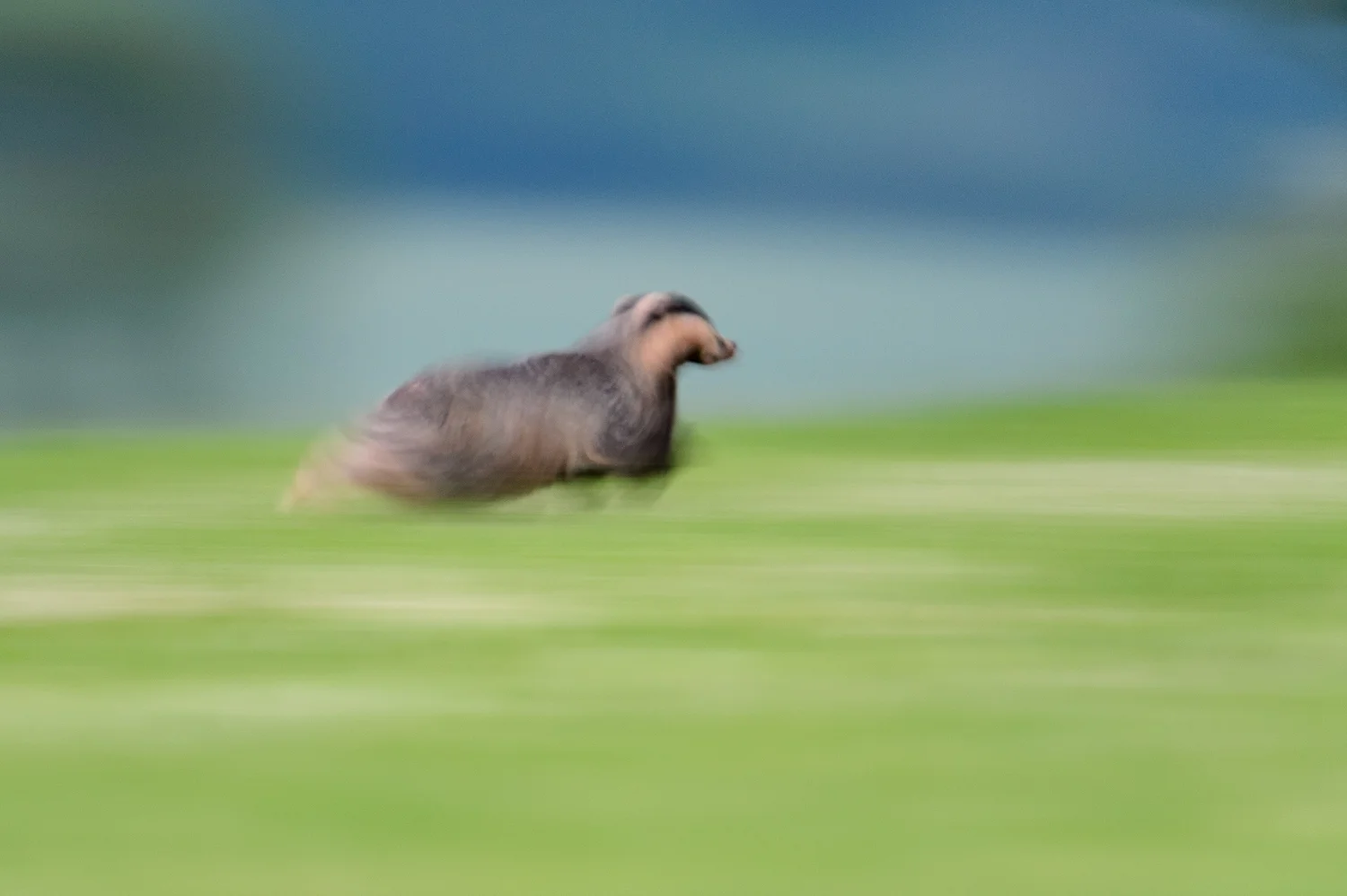 Running Badger