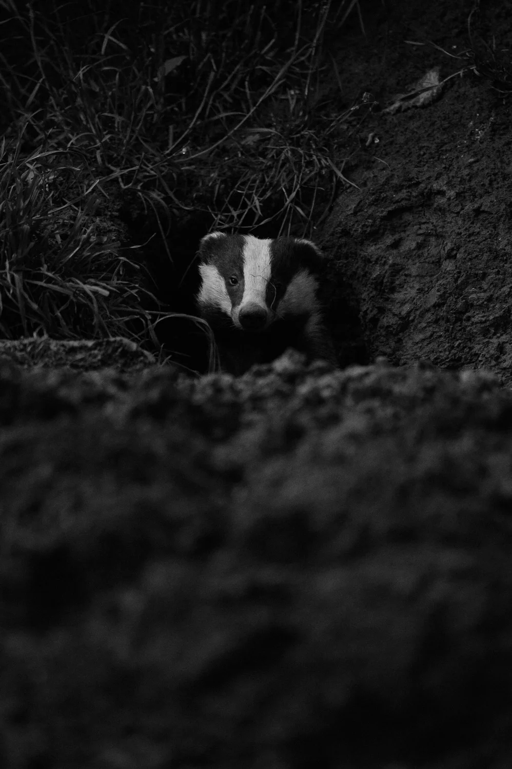 Twilight Badger