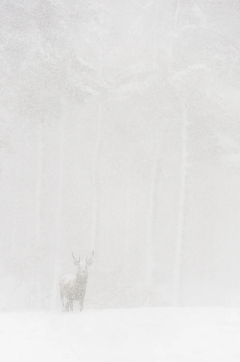 White Stag