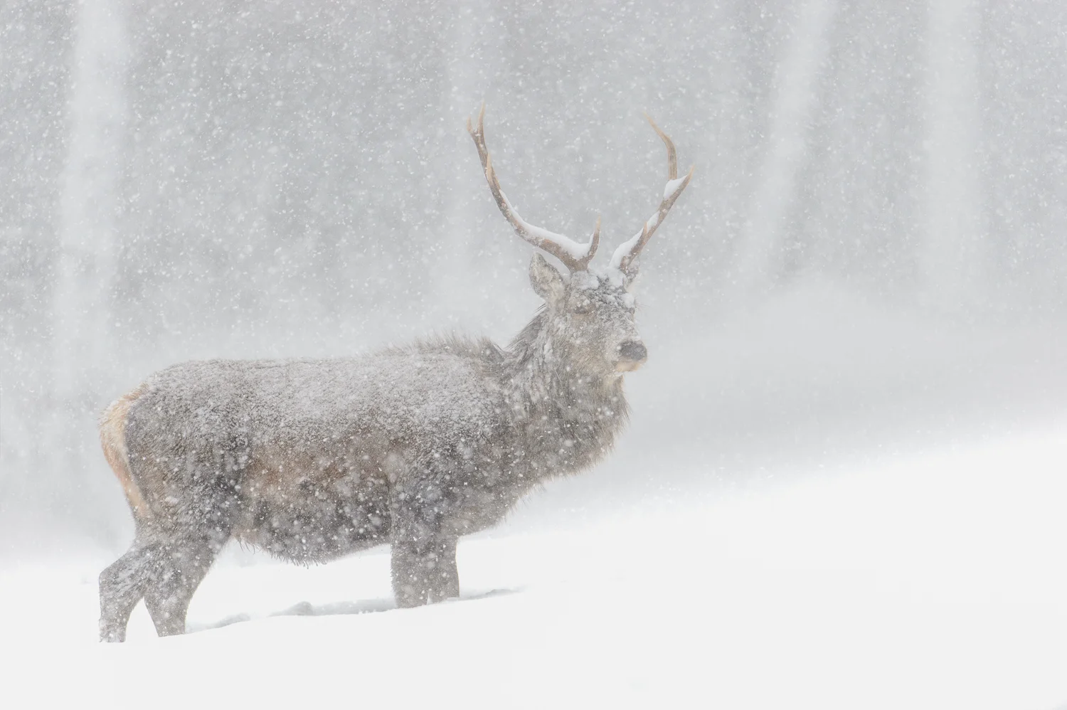 Stag in a Blizzard