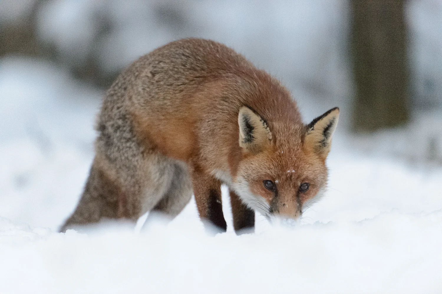 Red Fox in the Snow