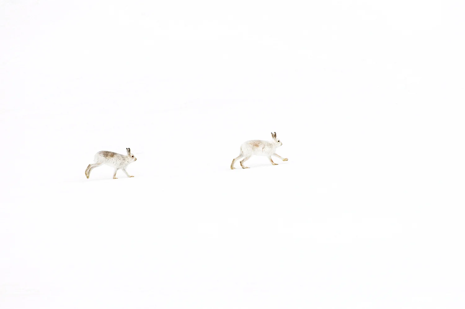 The Chase