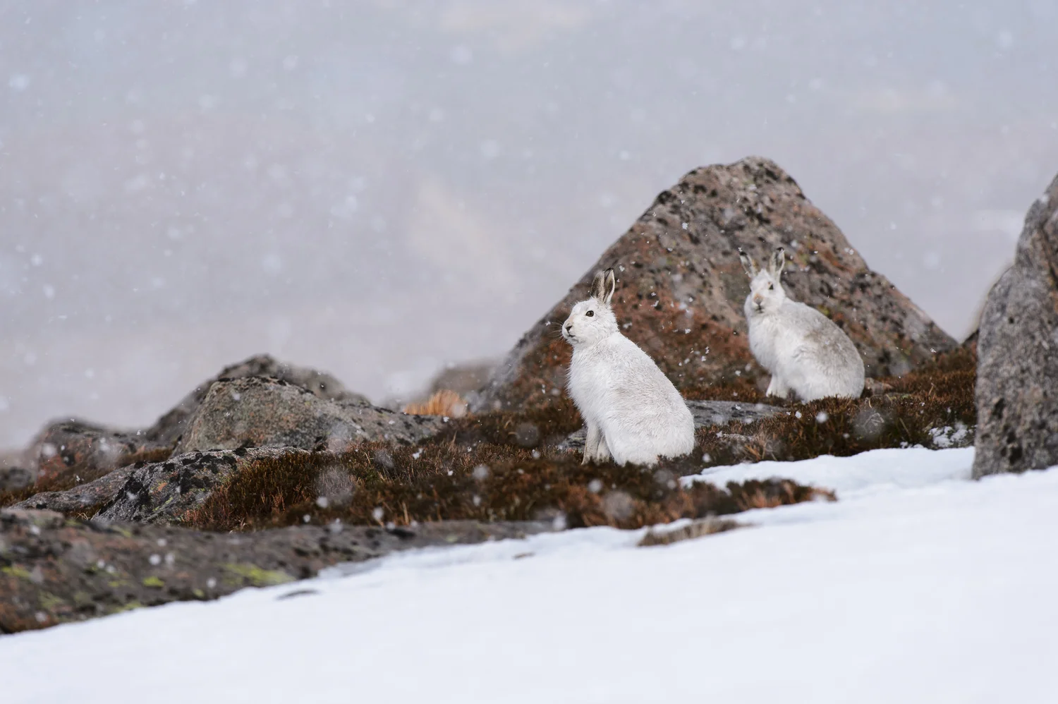 Mountain Hares