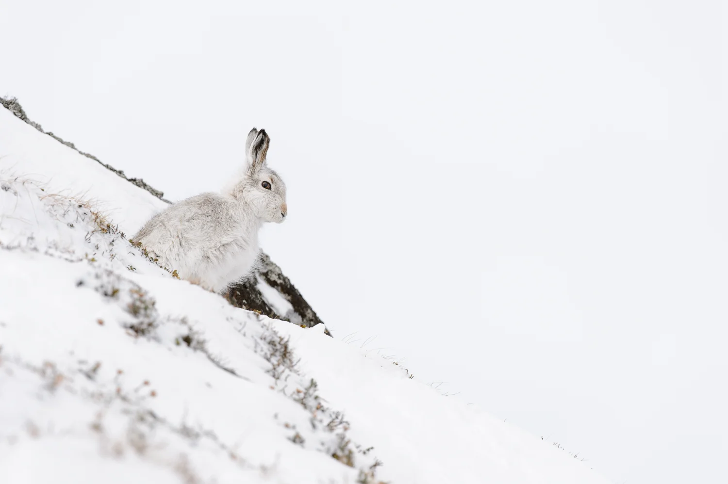 Mountain Hare